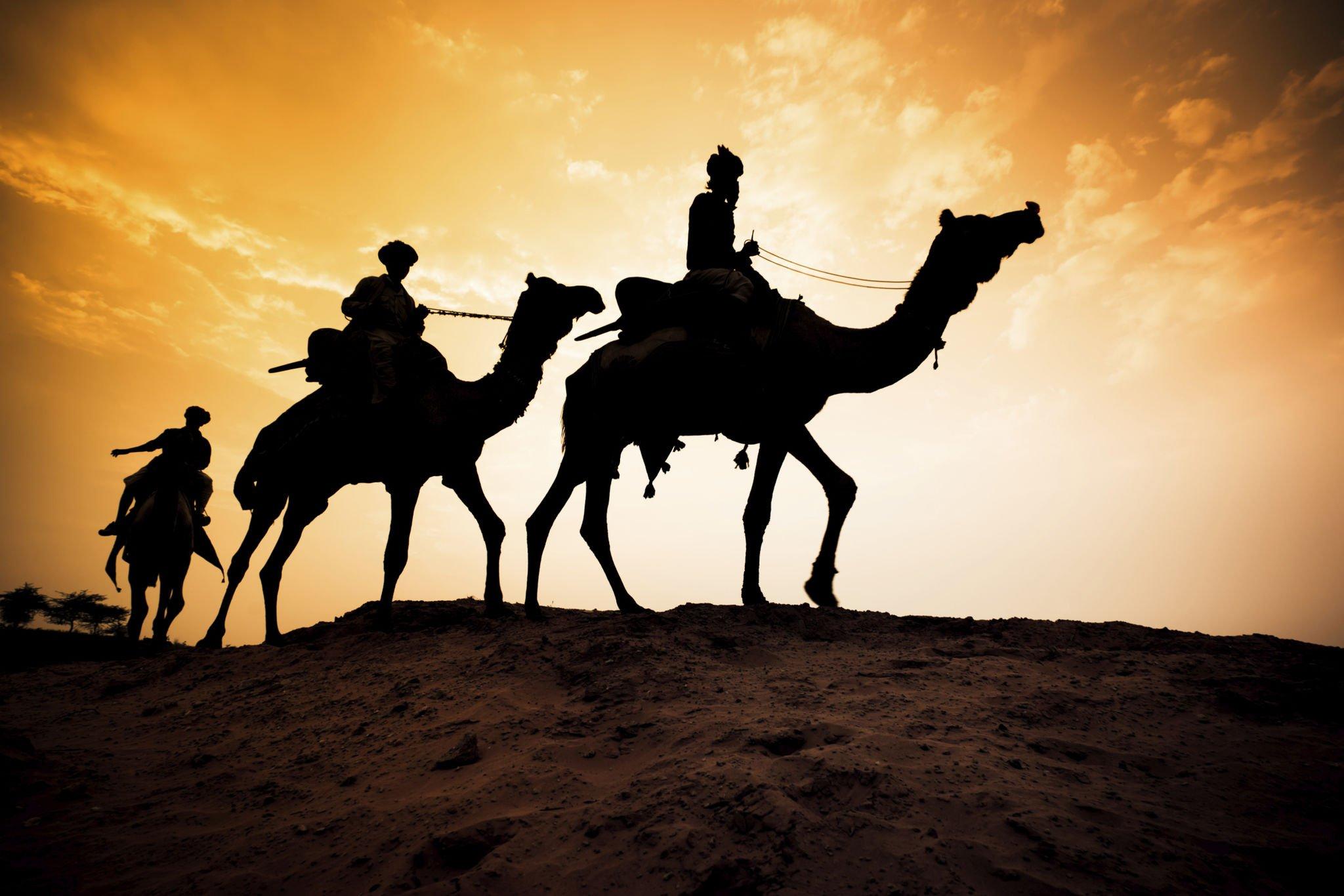 Camel Safaris